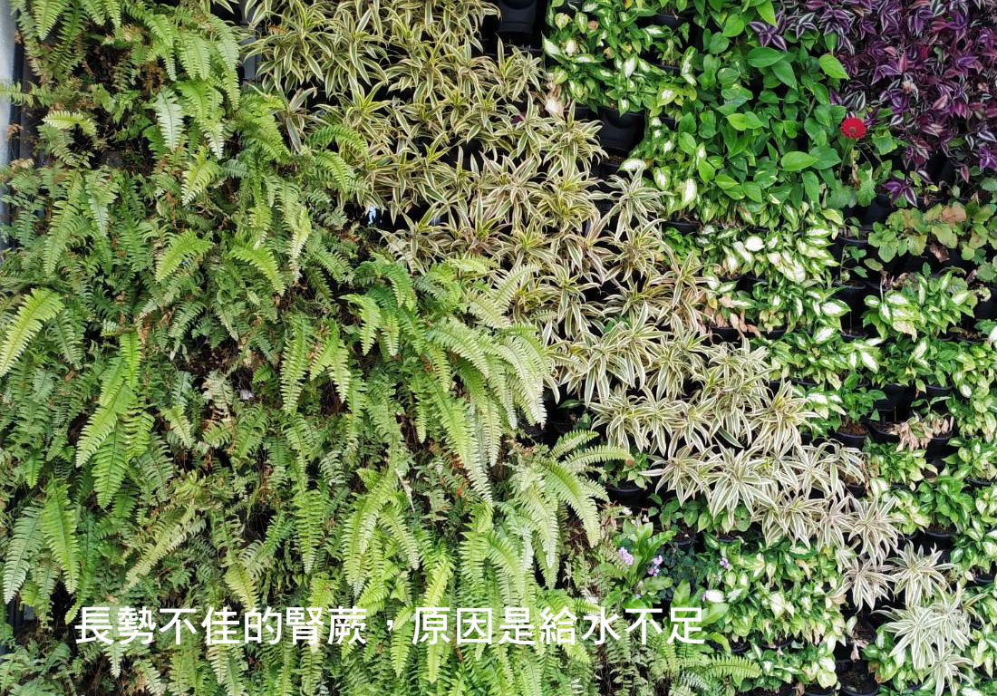 給水不均勻造成植栽長勢部分呈現枯萎