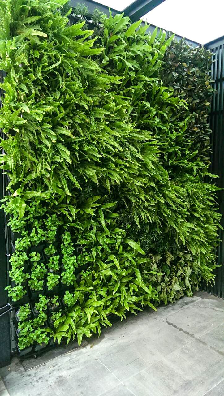 門口大片垂直綠化，植生牆生意盎然