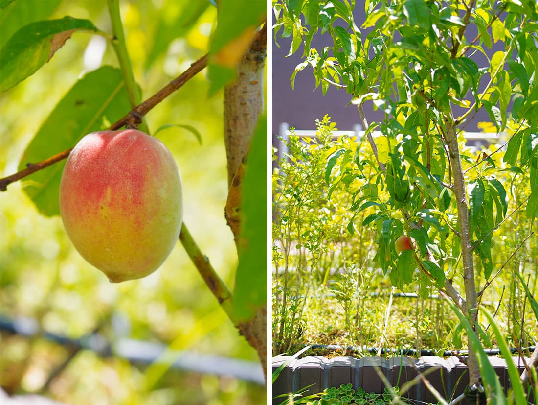 寶銳工法在5公分薄層介質生長下的果樹，仍舊結果纍纍。