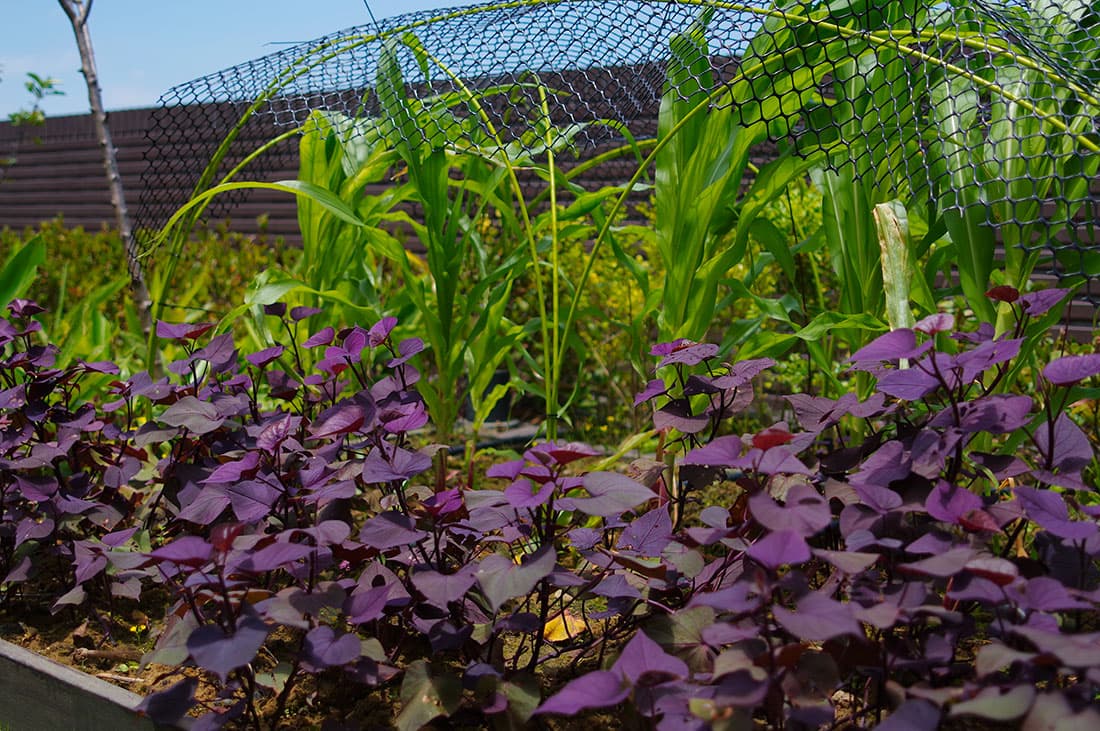 深耕10整合綠化的經典案例，寶銳工法以薄層介質提供景觀灌木栽種環境，植栽長勢喜人。