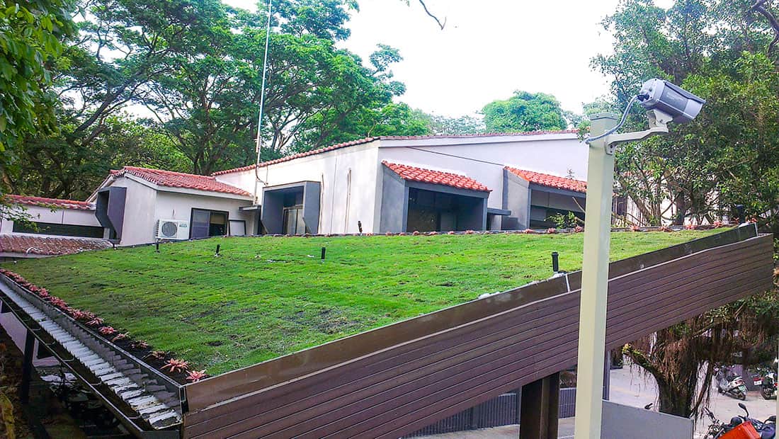 壽山動物園管理中心停車棚斜屋頂綠化剛鋪設完成的綠草皮，需要一個月定根