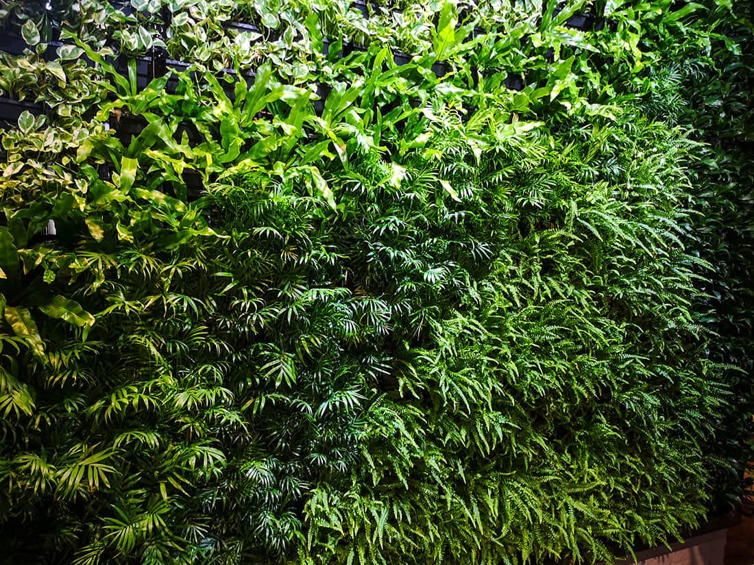 和平東路綠色植生牆