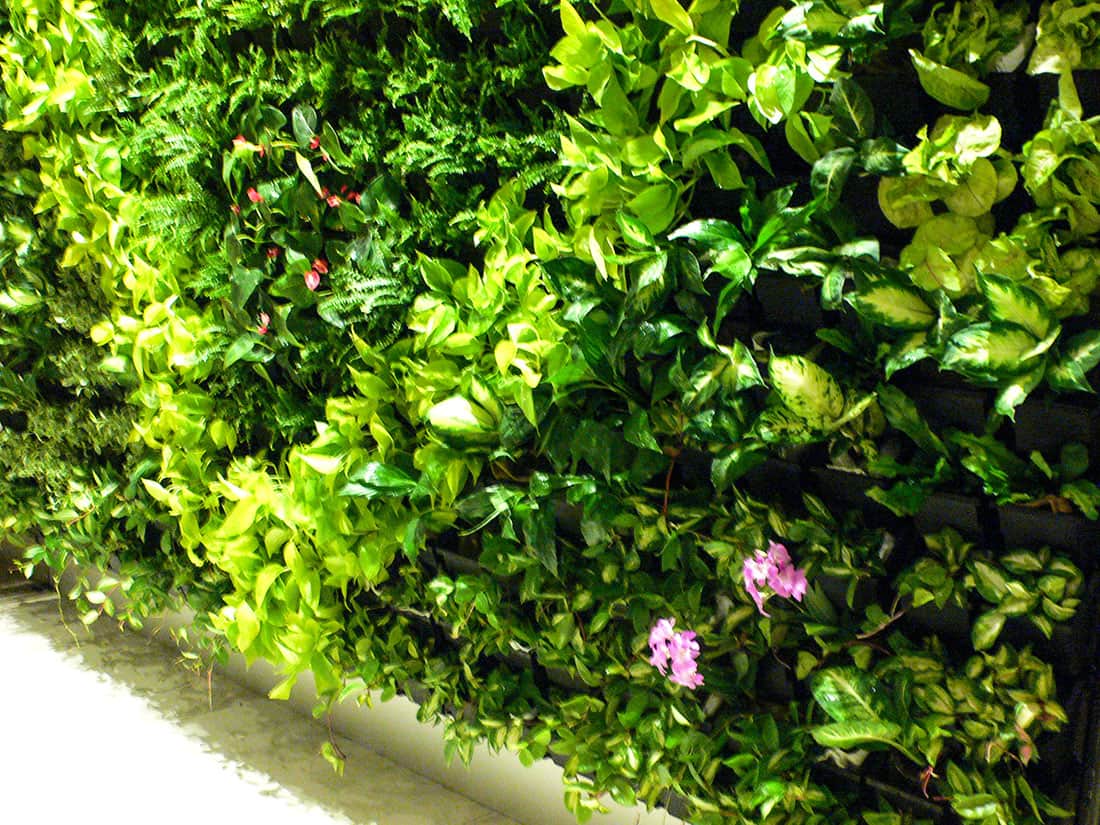 室內綠牆竟也能種植蘭花